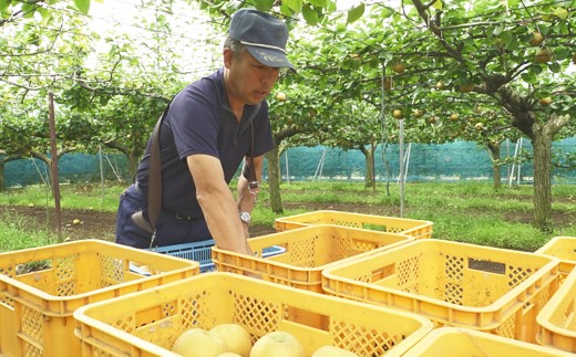 もぎたて発送！甘い千葉県しすいの梨（新高）3kg【岩澤梨園】   