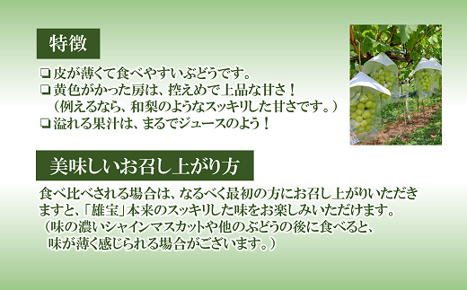 【令和6年産先行予約】 【数量限定】大粒ぶどう ［雄宝 (ゆうほう)］ 約700g以上 (1房 秀以上) 《令和6年8月下旬～発送》 『安久津農園』 ぶどう 果物 フルーツ ブドウ 山形県 南陽市 [1920]