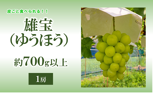 【令和6年産先行予約】 【数量限定】大粒ぶどう ［雄宝 (ゆうほう)］ 約700g以上 (1房 秀以上) 《令和6年8月下旬～発送》 『安久津農園』 ぶどう 果物 フルーツ ブドウ 山形県 南陽市 [1920]