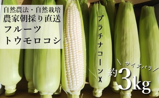 自然農法 フルーツトウモロコシ プラチナコーンX  白とうもろこし 12本前後 約 3kg  サイズ バラ  栽培期間中 農薬不使用 農家 朝採り 直送 遠野もぐもぐカントリー