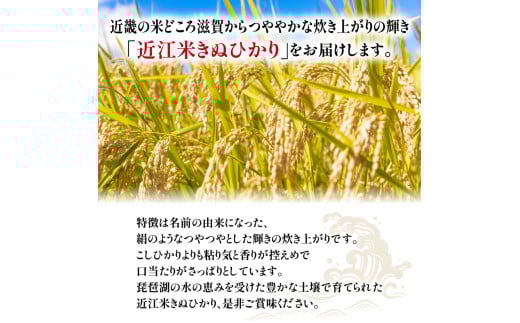令和6年産 新米 キヌヒカリ 定期便 10kg 全6回 白米 5㎏ × 2袋 6