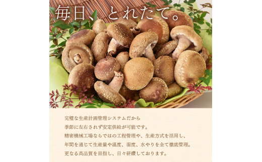 乾椎茸 干し椎茸 ｜ 椎茸 しいたけ 乾燥 干し 菌床 きのこ さんまいん 料理 味付け 山口 美祢市 美祢 特産品