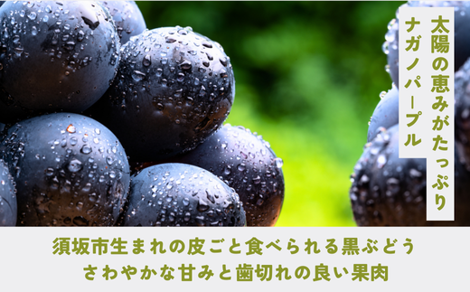 [No.5657-4019]まるごとパクッ！ナガノパープル 約4kg (7～13房)《なかむら果実園》■2024年発送■※8月中旬頃～9月下旬頃まで順次発送予定