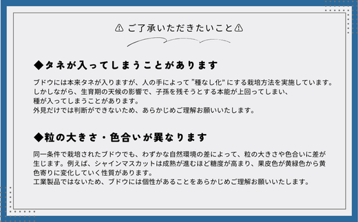 [No.5657-4019]まるごとパクッ！ナガノパープル 約4kg (7～13房)《なかむら果実園》■2024年発送■※8月中旬頃～9月下旬頃まで順次発送予定