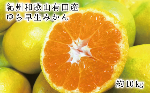 紀州和歌山有田産ゆら早生みかん10kg　※2025年10月中旬頃～2025年10月末頃に順次発送予定(お届け日指定不可)【uot734】