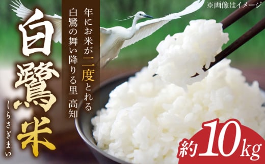 先行予約】 農薬節減！ R7年度産 白鷺米 コシヒカリ 約10kg