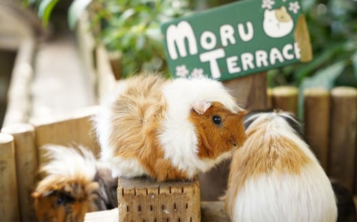 沖縄県観光スポット「東南植物楽園」入園券＜大人・中人＞【 体験 入場券 ペアチケット 大人1人 中高生(13～17歳)1人 植物園 動物ふれあい 小動物 テーマパーク 植物 1300種以上 亜熱帯 熱帯 自然 遊び あそび 癒し いやし 観光 贈答 贈り物 ギフト 沖縄 】