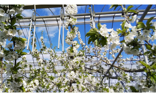 さくらんぼの花が満開に咲いている様子