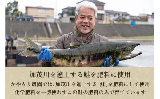 【定期便12ヶ月毎月お届け】新潟産コシヒカリ「伝ゴールド」白米真空パック 精米2kg 南麻布の高級料亭で提供される極上米 かやもり農園 定期便