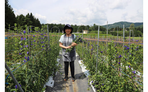 ＼延長決定！10日まで／ 生花 りんどう（贈答用）40cm～45cm　4～5本×4束 (DF004-1)