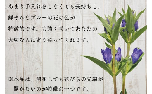 ＼延長決定！10日まで／ 生花 りんどう（贈答用）40cm～45cm　4～5本×4束 (DF004-1)