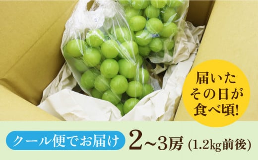 シャインマスカット マスカット 長崎県産 長与町 産地直送 果物 フルーツ 甘い 完熟 季節限定 先行予約