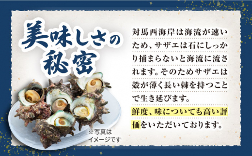 対馬産 煮サザエ 100g×2本《対馬市》【保家商事】 対馬 冷凍 さざえ 貝 魚介 サザエ 煮物 ご飯に合う おかず 煮さざえ もう1品 贈答 贈り物 ギフト 人気 ランキング 長崎 九州 つしま 対馬市 海鮮 [WAA011]