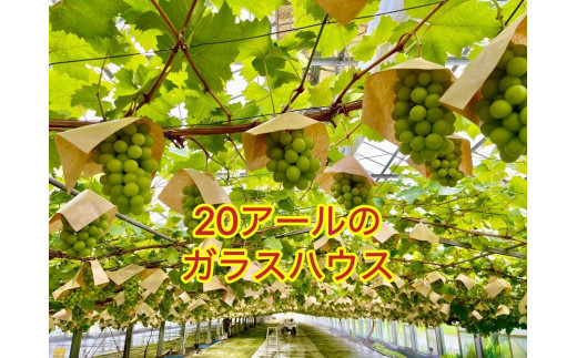 ぶどう 2025年 先行予約 シャインマスカット 秀品 粒だけ 約2kg 岡山 国産 果物 フルーツ  2025年6月下旬から発送