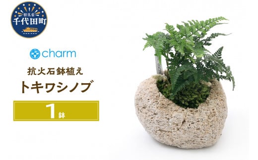 観葉植物 苔盆栽 トキワシノブ 抗火石鉢植え Ｍサイズ（１鉢）苔 北海道冬季発送不可  群馬県 千代田町 インテリア ナチュラル 自然 プレゼント ギフト 贈答用 送料無料 趣味 風水 緑 人気 オススメ 初心者 玄関 自家栽培 株式会社チャーム