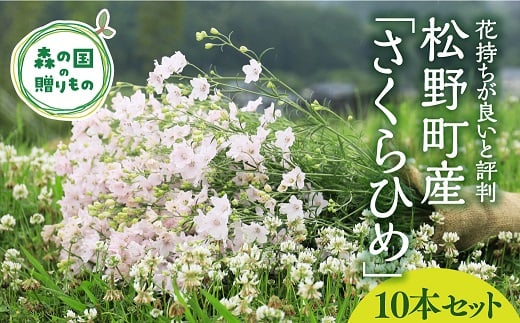 【産地直送】さくらひめ（秀）10本セット ◇　※2024年2月中旬頃～3月中旬頃発送予定