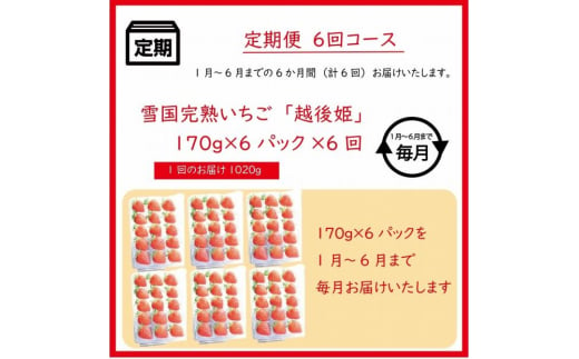 定期便 6回【1～6月発送】雪国完熟越後姫 170g×6全6回 定期配送 越後姫 いちご 定期便 完熟 苺 新潟 上越