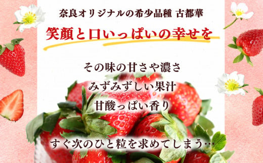 【定期便2回】いちご 平群の古都華 2L ～ 3L サイズ （2パック×2回）計4パック 扇田農園 | 果物 くだもの フルーツ 苺 イチゴ いちご ストロベリー 古都華 ことか 旬の品種  奈良県 平群町