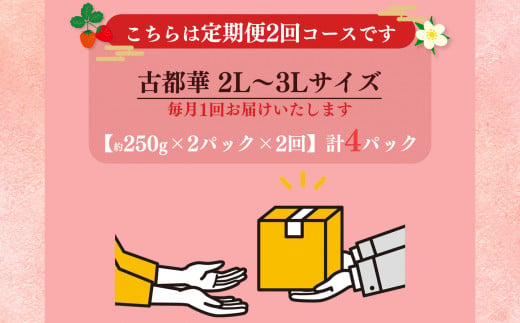 【定期便2回】いちご 平群の古都華 2L ～ 3L サイズ （2パック×2回）計4パック 扇田農園 | 果物 くだもの フルーツ 苺 イチゴ いちご ストロベリー 古都華 ことか 旬の品種  奈良県 平群町