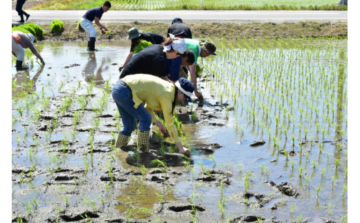 25-B 三遊亭兼好師匠と一緒に田植え体験！お土産（コシヒカリ）10kg付 | 兼好米 お米 けんこうまい もちもち食感 鑑賞券 福島県会津坂下町