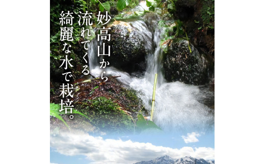 【2025年4月下旬発送】令和6年産 新潟県妙高産こしひかり「星降る里」5kg