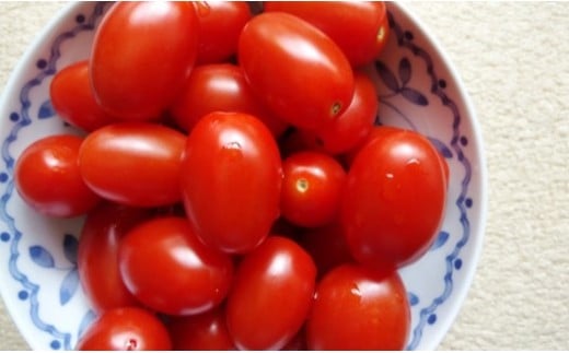 『かめまる農園』ミニトマト アイコ 3kg 熊本県玉名市産 | 野菜 やさい トマト とまと ミニとまと 熊本県 玉名市