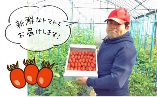 『かめまる農園』ミニトマト アイコ 3kg 熊本県玉名市産 | 野菜 やさい トマト とまと ミニとまと 熊本県 玉名市