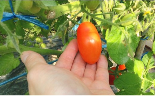 『かめまる農園』ミニトマト アイコ 3kg 熊本県玉名市産 | 野菜 やさい トマト とまと ミニとまと 熊本県 玉名市