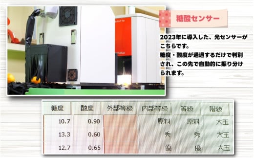 家庭用 こだわりの 有田みかん 5kg+250g（痛み補償分）光センサー 選別 農家 直送＜12月発送予定＞ ※北海道・沖縄・離島への配送不可 / 温州みかん みかん 家庭用 完熟 柑橘 果物 和歌山 有田【nuk004-c-5-decA】