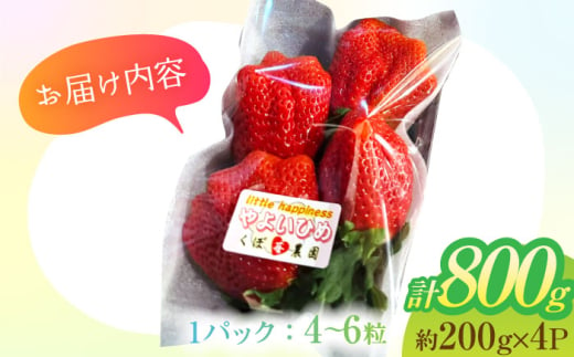 朝摘み 愛知県産 大粒 完熟やよい姫 約200g×4パック いちご やよい姫 完熟 愛西市/くぼ苺農園 [AECJ004]