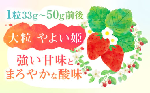 朝摘み 愛知県産 大粒 完熟やよい姫 約200g×4パック いちご やよい姫 完熟 愛西市/くぼ苺農園 [AECJ004]