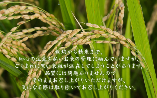 米 令和6年産 はれわたり 無洗米 5kg 1袋 白米 こめ お米 おこめ コメ ご飯 ごはん 令和6年 山下農園 青森 青森県