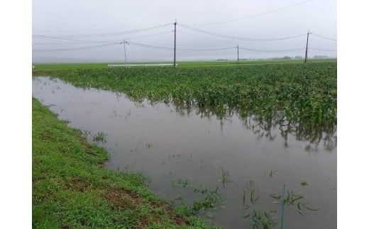 ふるさとチョイス限定/訳あり　とうもろこし【おおもの】朝採り産地直送≪ひと箱約5キロ≫