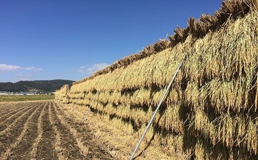 【令和6年産 新米 先行予約】 【米食味コンクール金賞受賞農園】 《定期便10回》 特別栽培米 つや姫 5kg×10か月 《令和6年10月中旬～発送》 『しまさき農園』 山形南陽産 米 白米 精米 ご飯 農家直送 山形県 南陽市 [1789-R6]