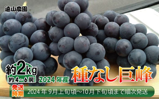 [No.5657-3799]【先行予約】2024年産【種なし巨峰】約2kg（約4～6房）《遠山農園》■2024年発送■※9月上旬頃～10月下旬頃まで順次発送予定
