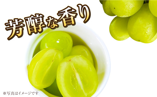 岡山県産 マスカットオブアレキサンドリア 約1kg（500g×2房） 【2024年8月下旬～9月下旬迄発送予定】