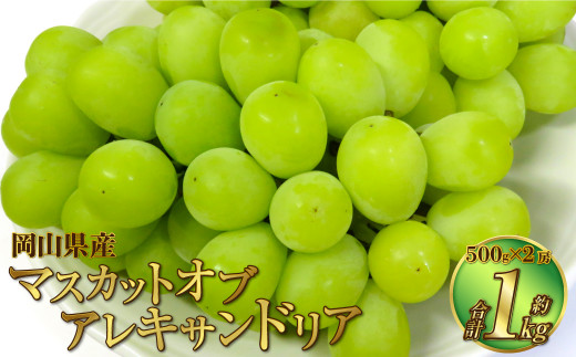 岡山県産 マスカットオブアレキサンドリア 約1kg（500g×2房） 【2024年8月下旬～9月下旬迄発送予定】