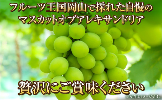 岡山県産 マスカットオブアレキサンドリア 約1kg（500g×2房） 【2024年8月下旬～9月下旬迄発送予定】