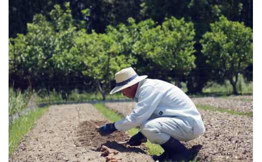 『定期便全6回』栽培期間中に農薬不使用の生姜200gと旬の野菜詰め合わせ10～13品目 野菜 野菜セット 詰め合わせ しょうが ショウガ 旬 新鮮 朝どれ 取り寄せ 定期コース 6ヶ月 高知県産