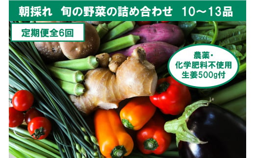 『定期便全6回』栽培期間中に農薬不使用の生姜200gと旬の野菜詰め合わせ10～13品目 野菜 野菜セット 詰め合わせ しょうが ショウガ 旬 新鮮 朝どれ 取り寄せ 定期コース 6ヶ月 高知県産