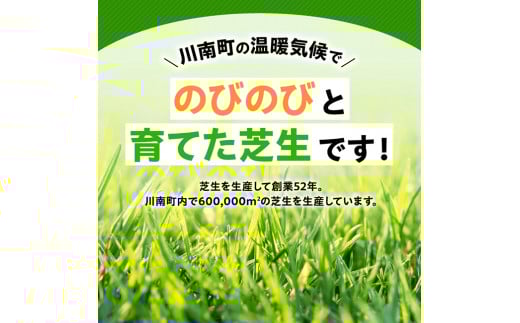 老舗日向芝産「高麗芝」2平方メートル 【 九州産 川南町産 宮崎県産 芝生 日本芝 ガーデニング 】