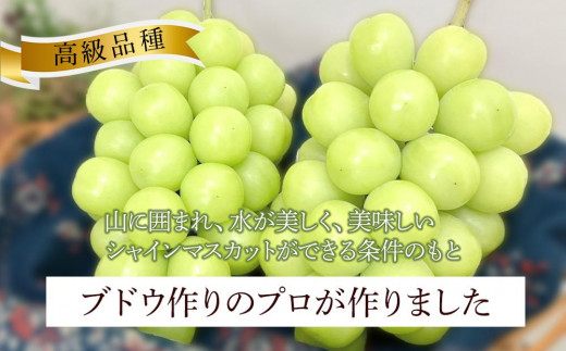 ぶどう 2025年 先行予約 岡山県産 高級 シャインマスカット 700g以上 1房 贈答品＜9月以降発送＞