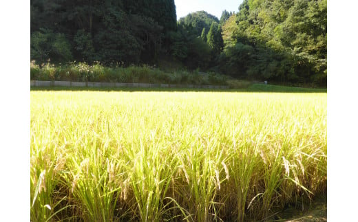 【MS01】南部町産 大河内源流米 きぬむすめ（5kg）＜令和6年産＞