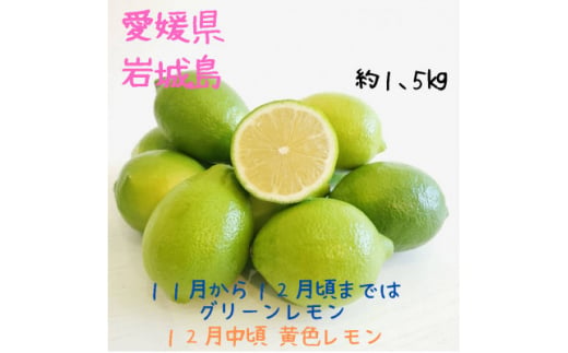 愛媛　ブルーレモンファームのハウス栽培レモン　約1.5kg　＜2024年11月中旬～順次発送＞【1557177】