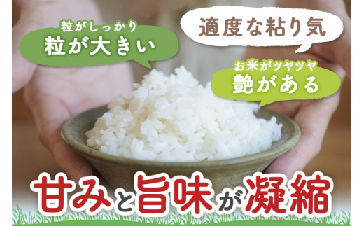 《定期便5ヶ月》【白米】つや姫 5kg×5回（特別栽培米）令和5年産 山形県産 しらたかのお米