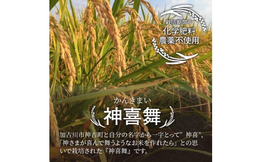 お米【神喜舞】精米 5kg [令和６年産]《 神喜米 お米 精米 5キロ 米 おこめ 国産 送料無料 ヒノヒカリ 》【2401B08412】