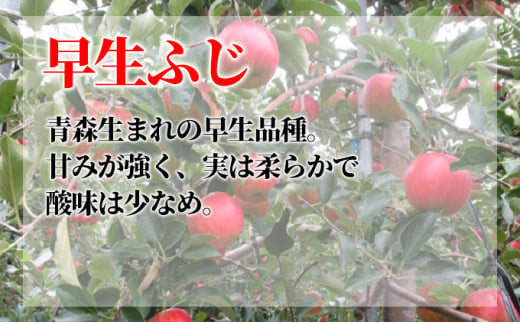 [№5554-0129]10月発送 家庭用 葉取らず 早生ふじ 約10kg【訳あり】【鶴翔りんごGAP部会 青森県産 津軽産 リンゴ 林檎】