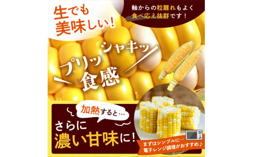 【2025年分先行予約】北海道十勝芽室町 なまら十勝野　ドルチェドリーム(20本) 　me001-045c-25