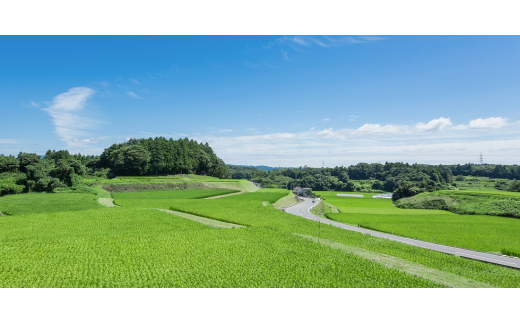 ＜発送月固定定期便＞11月・1月・3月発送　農家直送 食味ランクS・大粒コシヒカリ精米10kg全3回【4055776】