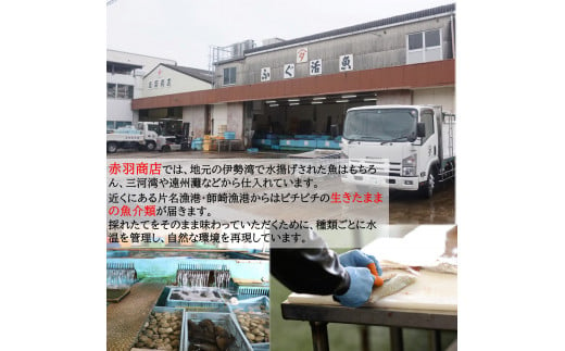 おまかせ 海産物 地魚 ひもの 詰合せ 南知多産 7~8種 冷凍 旬 鮮魚 干物 鯛 イワシ タチウオ 鰯 味醂 干し フグ サヨリ 河豚 鱧 みりん 醤油 タイ ハモ しょうゆ キス 太刀魚 季節 海鮮 新鮮 おかず 雑炊 乾き物 つまみ 大あさり むき身 魚 コハダ 酢の物 詰め合わせ さかな つめあわせ オオアサリ 簡単 セット 人気 おすすめ 愛知県 南知多町